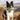 Eco Dog Toys By Miro & Makauri - Tara Turtle.: Tara